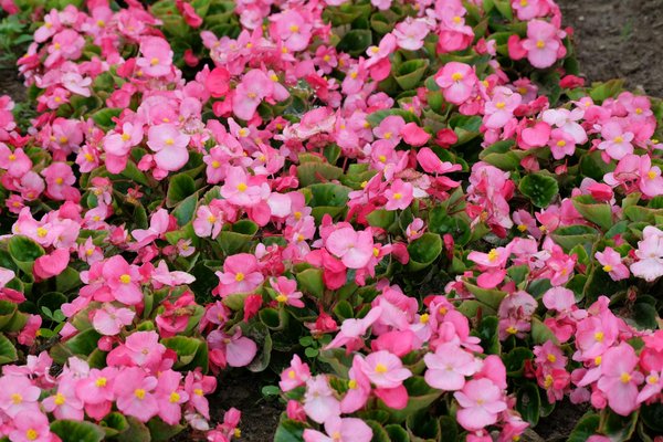 Les meilleures moustiquaires pour fenêtres pour une protection optimale