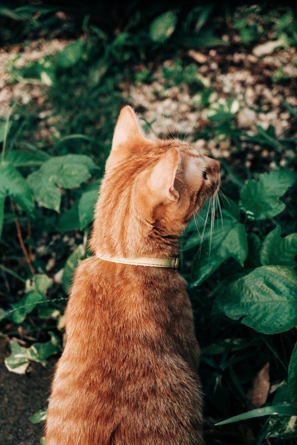 Les erreurs courantes à éviter lors de l'aménagement de votre jardin