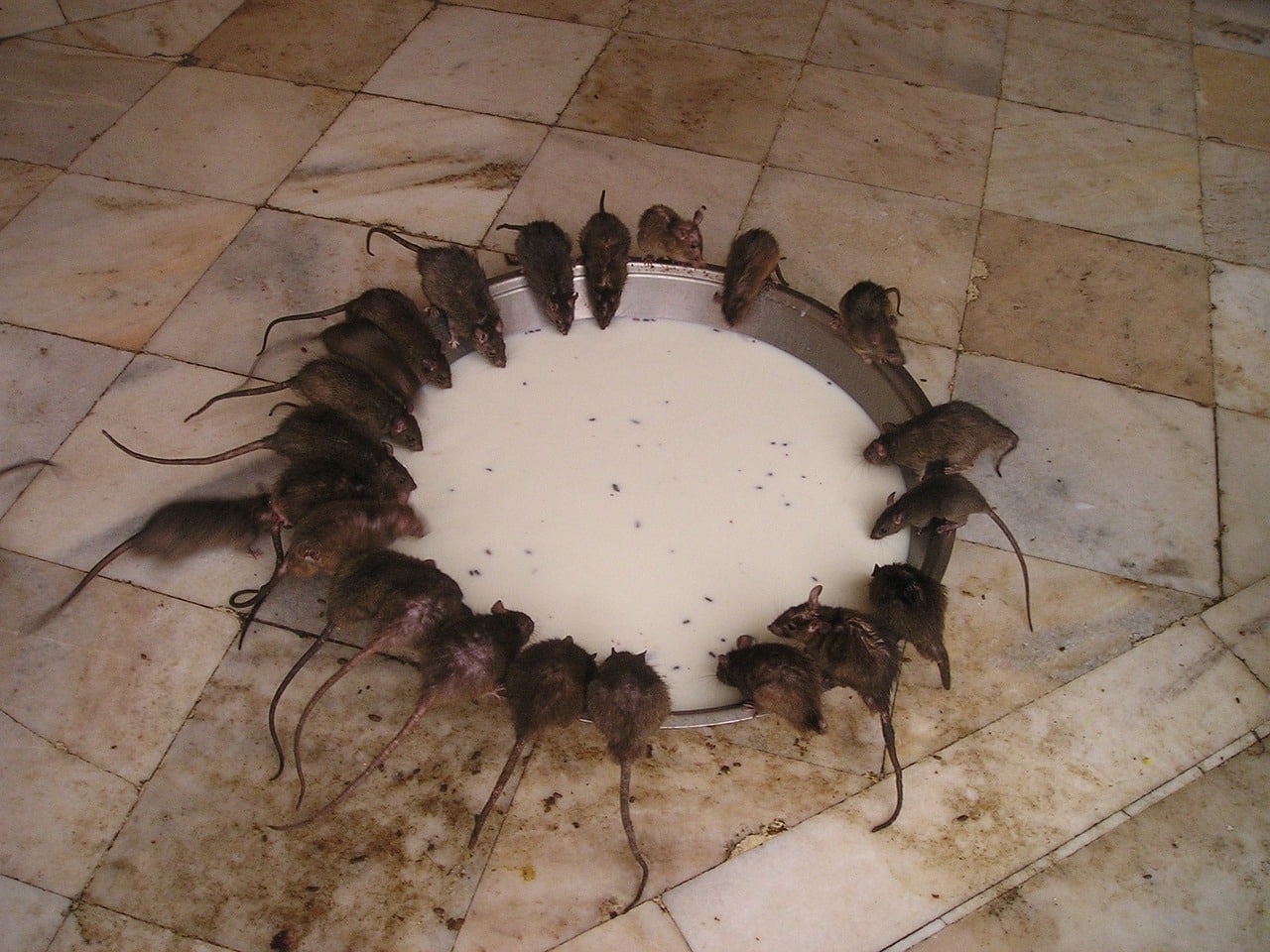 Comment repérer la présence des rats dans votre maison : les signes à surveiller ?